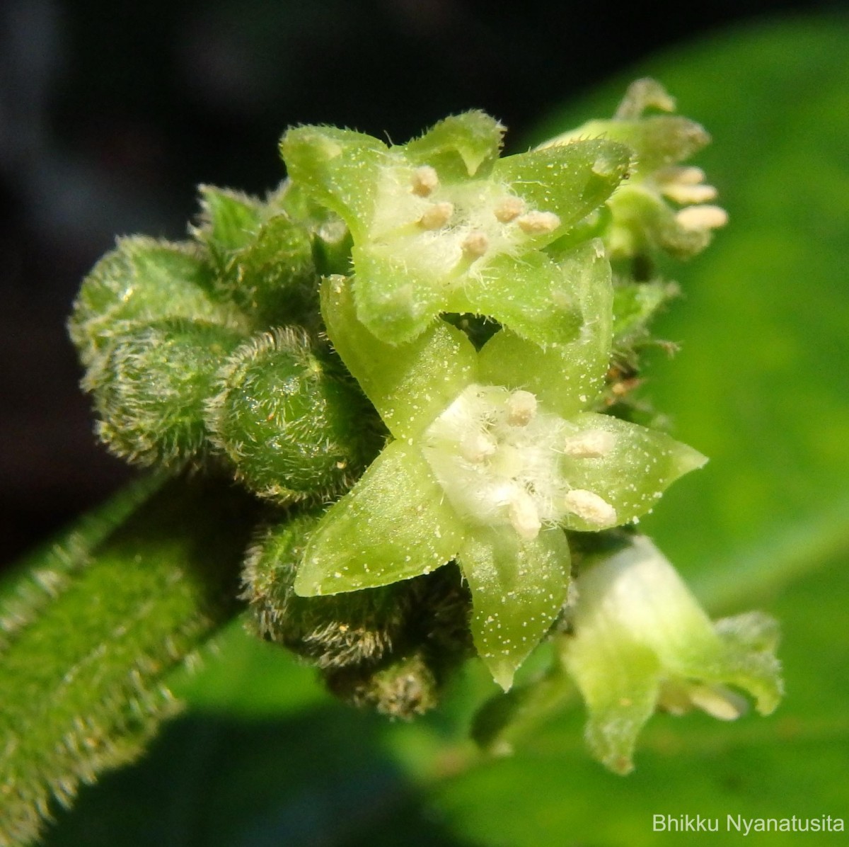 Psychotria dubia var. dubia (Wight) Alston